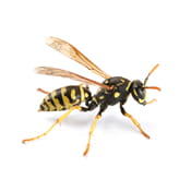 Umbrella Wasp